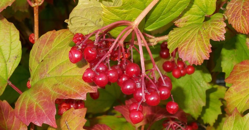 Viburnum Opulus ( Kalina obecná )
